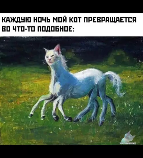 Смешная картинка №383080 коты, кошки