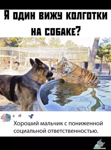 Смешная картинка №380484