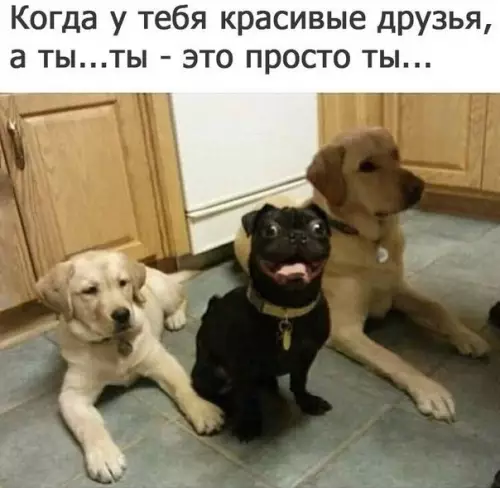 Смешная картинка №294635