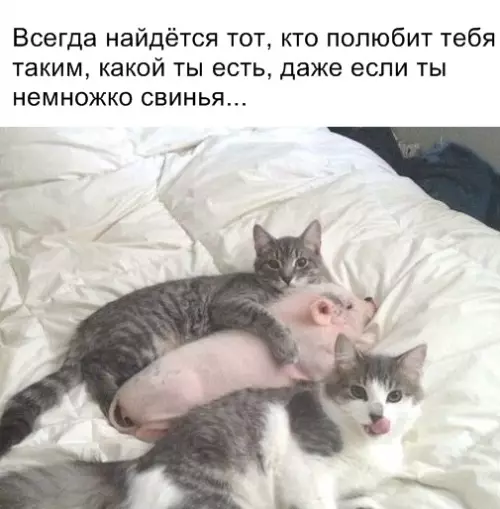 Смешная картинка №344871