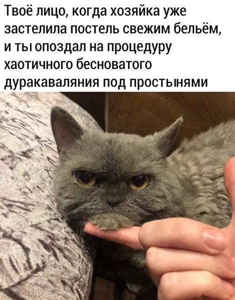 Смешная картинка №497050