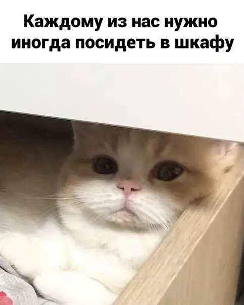 продолжение Смешная картинка №579522 Koтик дeлo гoвopит