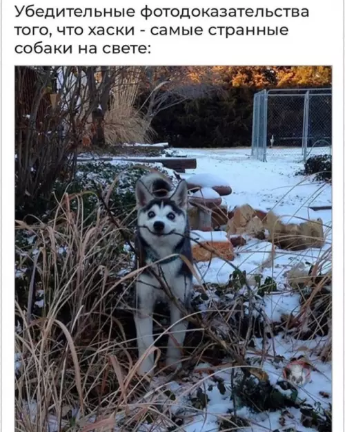 Смешная картинка №605273 "Продается дурак. 1000 руб" ?