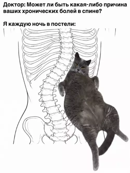 Кошачий диагнос: причина болей в спине