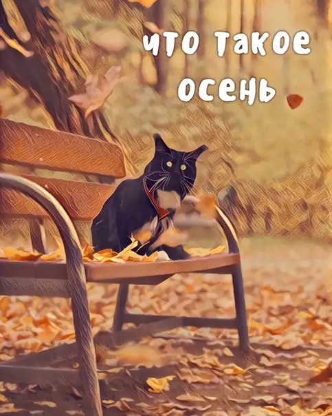 Смешная картинка №392821 Осень - это котик!