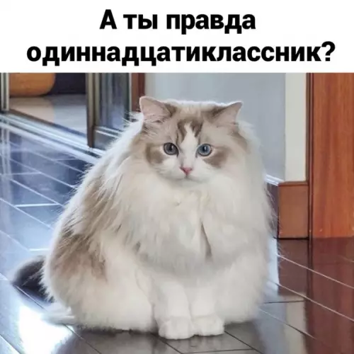 Смешная картинка №524544