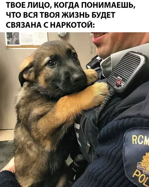 Смешная картинка №288852