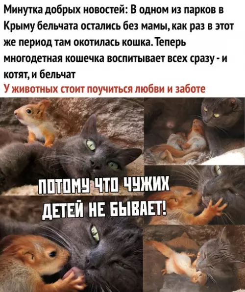 Смешная картинка №351640 Животные