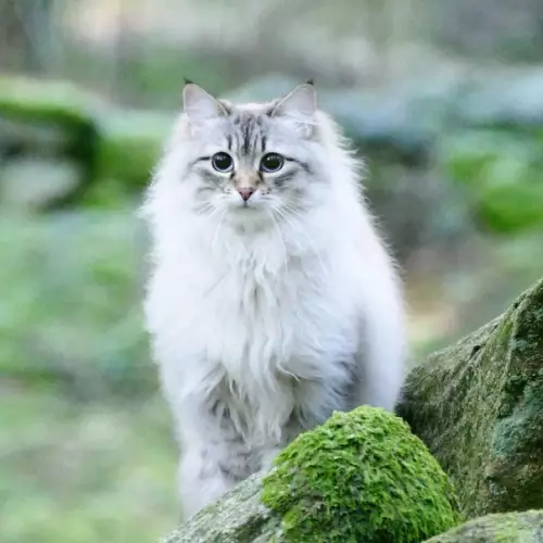 Смешная картинка №309636 Cбeжaл из cкaзки ✨ котики, кот