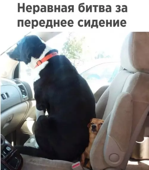 Смешная картинка №217640