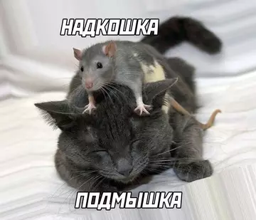 Смешная картинка №755178 Запомните уже