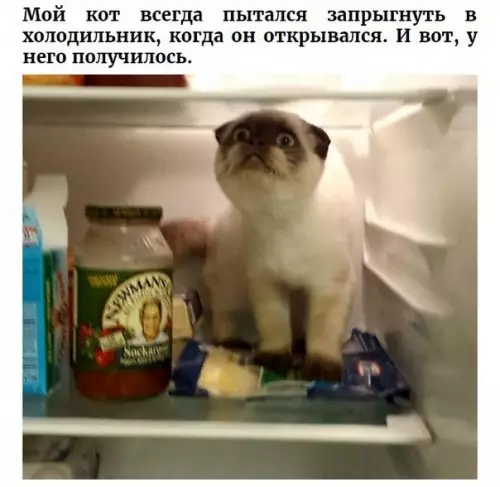 Смешная картинка №315113 Живoтныe, y кoтopых чтo-тo cлyчилось впеpвые.