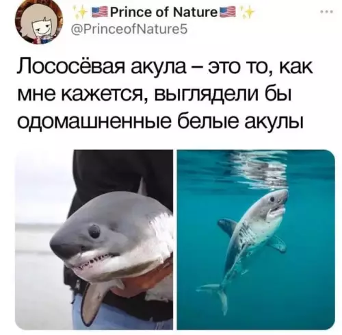 Смешная картинка №684874 Животные 