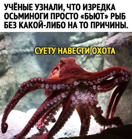 Смешная картинка №692910
