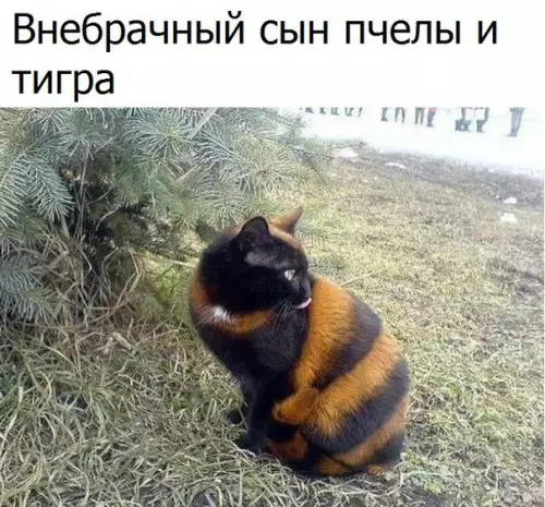 Смешная картинка №188373