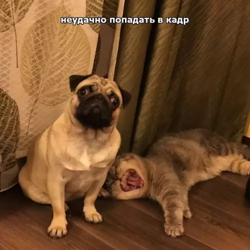 Смешная картинка №327302 То, что получается у меня превосходно!