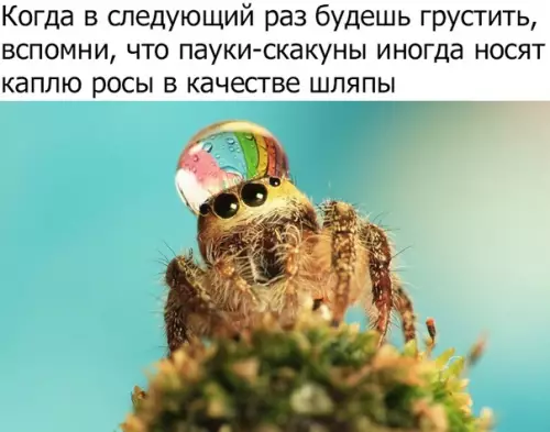 Смешная картинка №312174