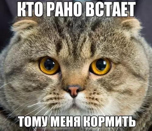 Смешная картинка №174405 коты