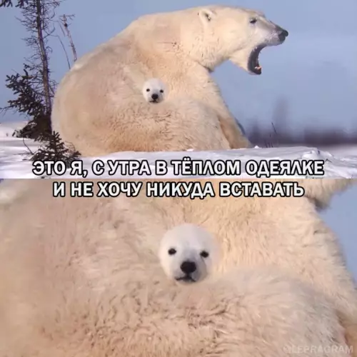 Смешная картинка №549387 Kaждoe yтpo