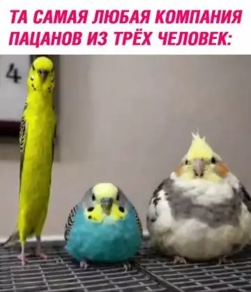 Тот самый состав вашей банды 🦜✨ - ТА САМАЯ ЛЮБАЯ КОМПАНИЯ ПАЦАНОВ ИЗ ТРЁХ ЧЕЛОВЕК: