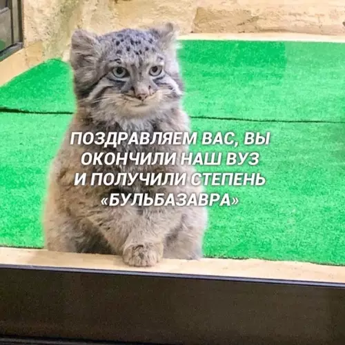 Смешная картинка №571776 Вот так вот