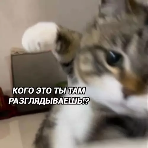 продолжение Смешная картинка №767482
