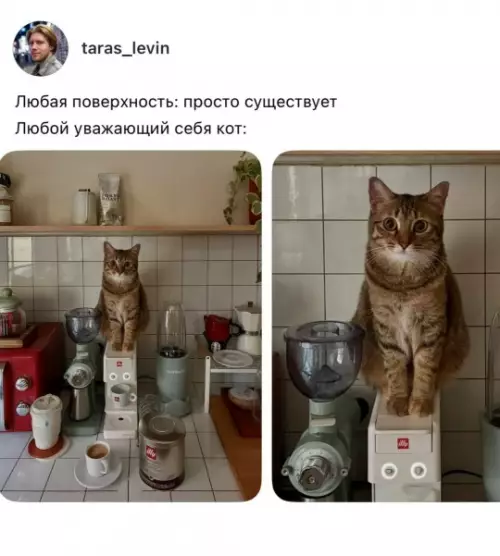 Законы кошачьей физики 🐈‍⬛ - Любая поверхность: просто существует Любой уважающий себя кот: