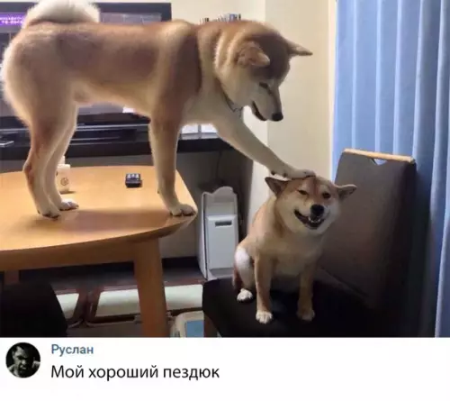 Смешная картинка №315323 собаки