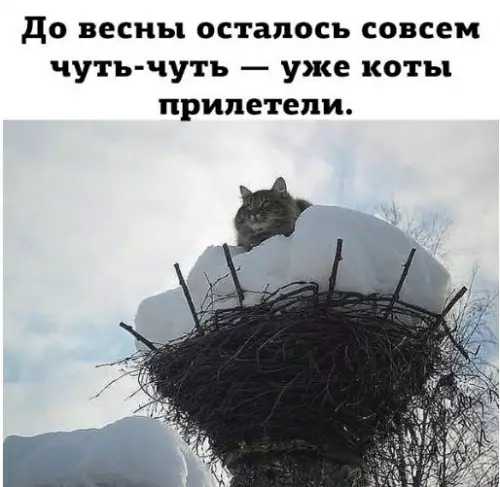 Смешная картинка №252007 коты