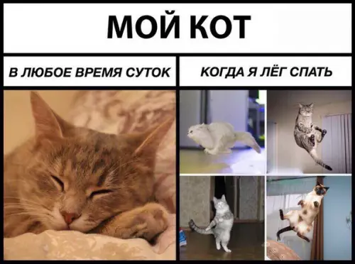 Смешная картинка №257208 коты
