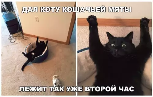 Смешная картинка №447988 Кажется я сломал кота