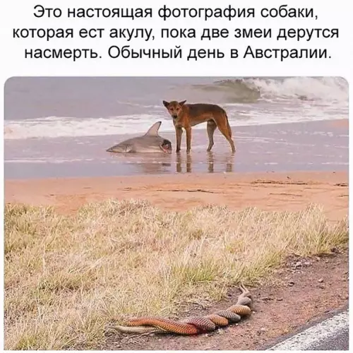 Смешная картинка №291455