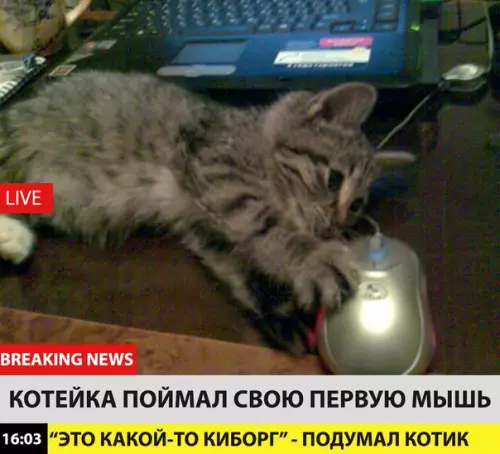 Смешная картинка №215159