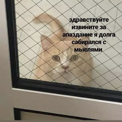 Смешная картинка №730736 Пустити Коты