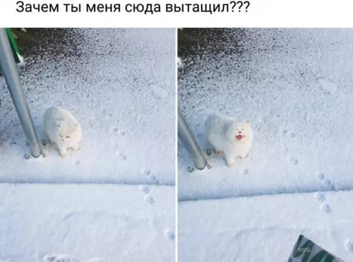 Смешная картинка №239183
