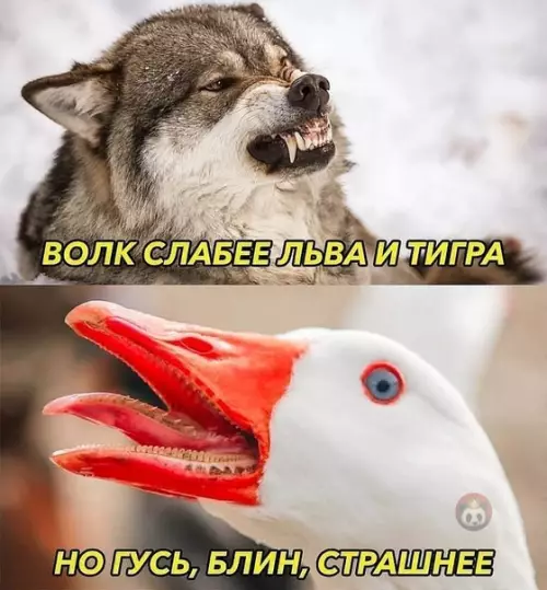 Смешная картинка №529423 И правда!