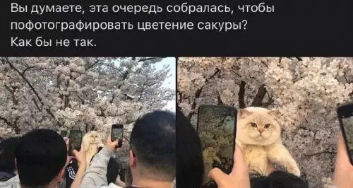 Смешная картинка №692336 коты
