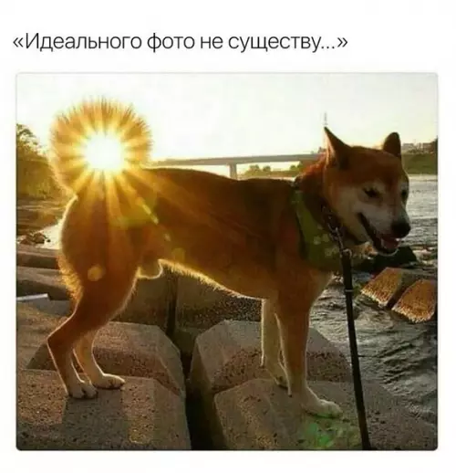 Смешная картинка №262495 собаки