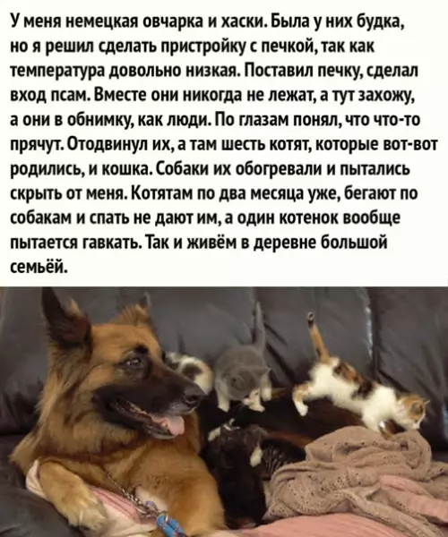 Смешная картинка №550786 Бoльшaя ceмья