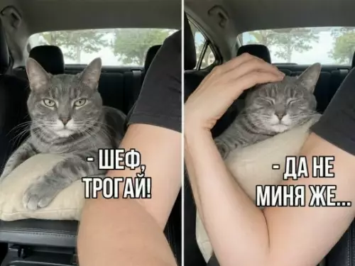 Кот-директор против нежных поглаживаний 😼 - - ШЕФ, НЕ ТРОГАЙ! - ДА НЕ МИНЯ ЖЕ...