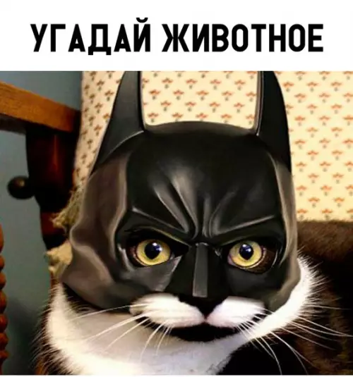 Смешная картинка №309436