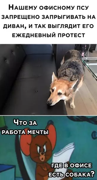 Смешная картинка №491335 собаки, офис