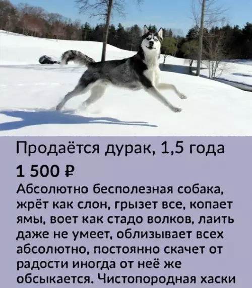 Смешная картинка №413786 Зато честно