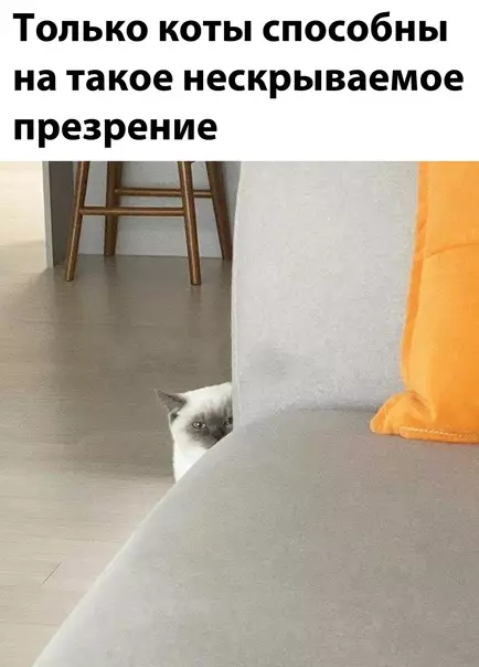 Смешная картинка №567655