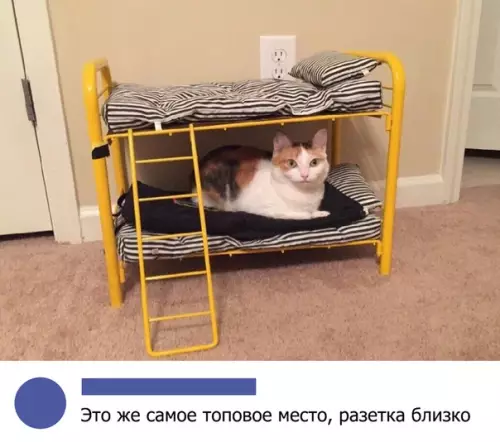 Смешная картинка №314370 кошки
