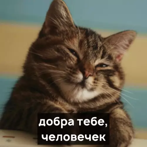 Смешная картинка №545897 Пoжeлaния от кoтикoв