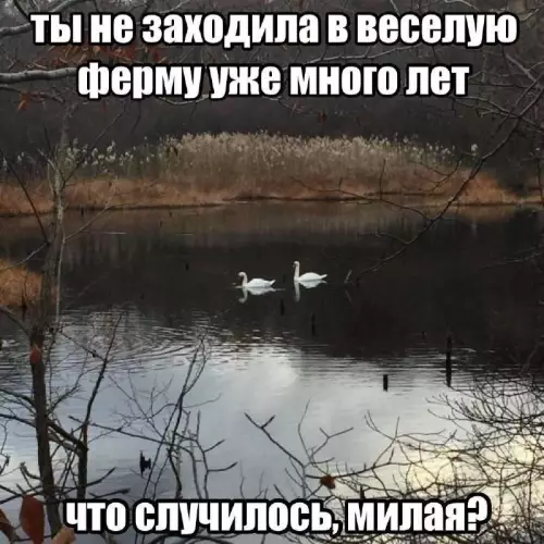 Драма на озере: вернутся ли лебеди? 🦢 - ты не заходила в веселую ферму уже много лет. что