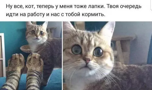 Смешная картинка №689527 Но как?! коты