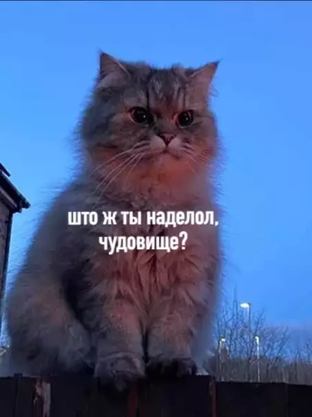 продолжение Смешная картинка №584907 Я просто сжигал во дворе старые коробки, как вдруг пришёл соседский кот