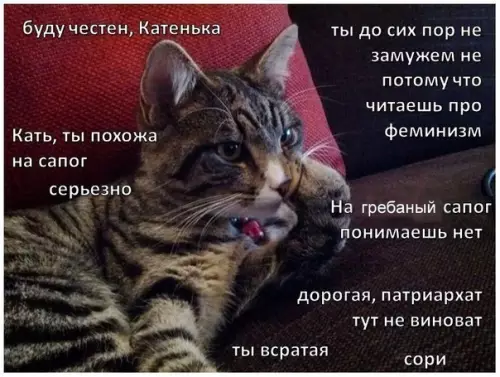 Смешная картинка №403334 Японские ученые выяснили, что кошки умеют осуждать